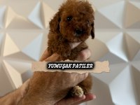 Kore Red Brown Poodle