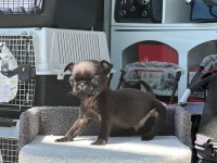 SCRLİ ANNE BABA - IRK VE SAĞLIK GARANTİLİ - YURT DIŞI PUG