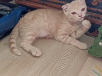 Sevimli british shorthair dostlarımız