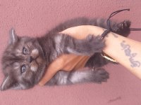 British shorthair