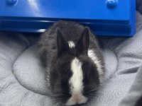 CÜCE NETHERLAND DWARF TAVŞANLARIMIZ
