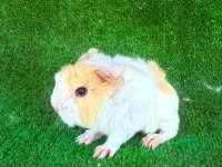 Sevimli Ginepig