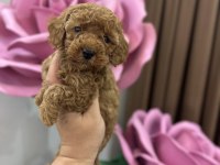 Toy poodle köpeğimiz