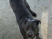 9 AYLIK SAFKAN CANE CORSO DİŞİ KISIRLAŞTIRMA YAPILMADI