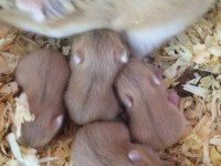 Her Irk Hamster Bebek ve Malzemeleri Adrese Teslim Mevcut