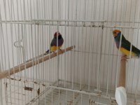 Golden finch