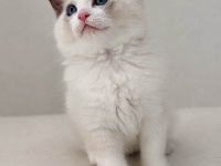 RAGDOLL ARAYANLARA ÖZEL BEBEKLER