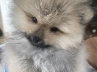 Pomeranian boo 3 aylık