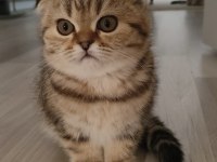 Scottish fold yavruları