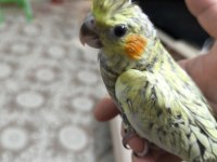 Sultan papağanı yavruları 2 aylık