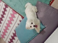 Maltese 8 aylık erkek