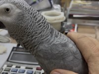 İlgilenemediğimden 4-5 kelime konuşan jako