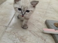 2 aylık british shorthair