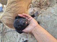 Sevimli Köpekler Sıcak Bir Yuva Arıyor