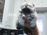 Pomeranian Tospik Yavrular
