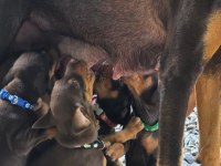 Profesyonel Üretim Çifliğinden Doberman Kapıda Ödeme