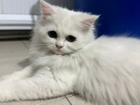 Dişi British Longhair