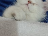 Yavru British Longhair