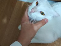 Ankara Kedisi Sahiplendirilecektir