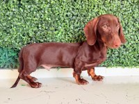 Choco tan ve Black tan Dachshund Yavrular