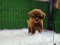 Poodle ailemize katılmak istemez misiniz