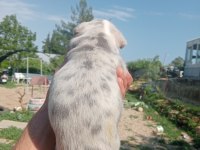 Aşılı karneli sağlık garantili french bulldog