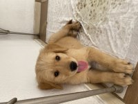 Bebek yüz golden retriever dişi