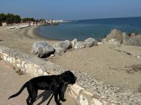 Altı aylık dişi labrador
