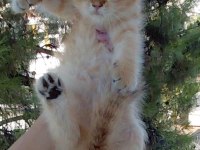 Safkan british shorthair yavrular