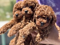Ankaranın en seçkin minyatür poodle yavruları