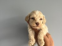 Terrier bebişlerimiz