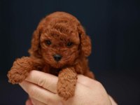 Toy poodle yavrularımız (kore)