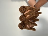 Sağlıklı orjinal poodle
