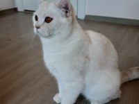 Erkek 1 yaşında scottish straight kedimiz
