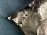 Yavru british shorthair bebeğimiz