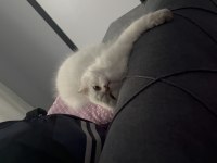 British longhair kedimize yuva arıyoruz