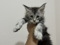 Şecere Ve Üretim İzinli Dev Maine Coon Bebekler