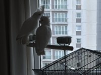 7 aylık kakadu (salomon adaları doğumlu belgeli cipli)