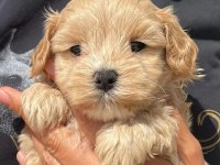 DÜNYA TATLISI MALTİPOO YAVRULARI