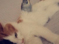 Kedi mi sahiplendiriyorum ücretsiz