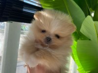 Pomeranian boo köpeği