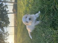 19.06.2023 tarihli terrier yavrular