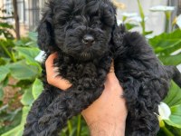 Toy poodle siyah