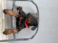 3.5 Aylık Son 4 Dişi Doberman