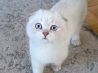 Bu Güzel Gözlü Scottish Fold Prenses Ailesini Bekliyor