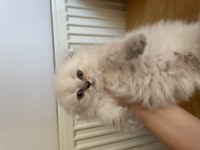 Mükemmel huylu lynx point scottish fold
