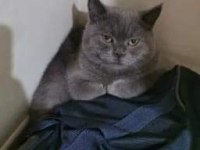 British shorthair 5 aylık erkek
