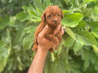IRK GARANTİLİ SAFKAN TOY POODLE YAVRUM