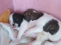 5 haftalık french bulldog yavrular