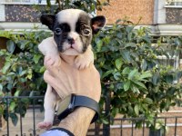 Sevimli Minik Şirin French Bulldog Yavrularımız